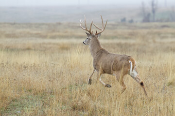 Naklejka na ściany i meble Big buck! Whitetail Deer runs across a hay field during the deer hunting season