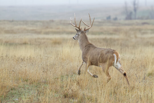 Big buck!  Whitetail Deer runs across a hay field during the deer hunting season