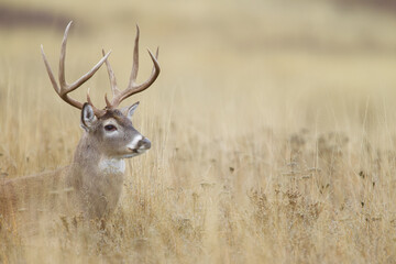 Intimate portrait of a Whitetail Buck in a tall grass meadow