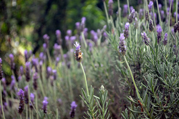 Naklejka premium bee on a flower