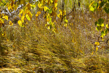 Autumn landscape in the form of a birch branch with yellow leaves against the background of meadow grass.