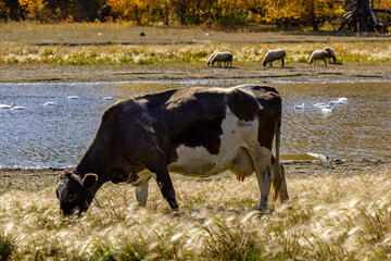 A cow against the backdrop of sheep and geese floating down the river next to the farm.