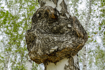 Medicinal chaga mushroom growing on a birch.