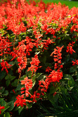 Salvia splendens in natural habitat