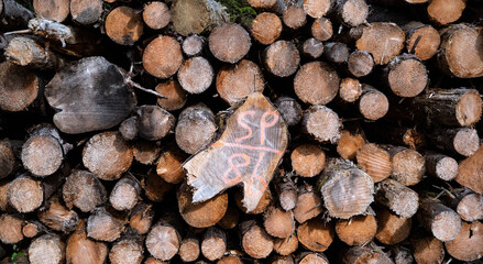 Chopped and harvested Sitka Spruce logs. Trunks of trees cut and stacked in forest.