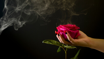 Pink rose in woman's hands with manicure on black background with dissipating steam. Unknown caucasian human hands stroking rosebud gently.