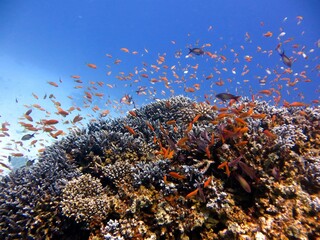 red sea fish and coral reef of the blue hole dive spot in egypt
