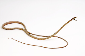 Brown vine snake // Erzspitznatter (Oxybelis aeneus)