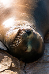 sea lion on the rocks