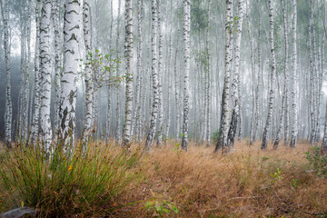 Beautiful foggy morning in the birch trees forest