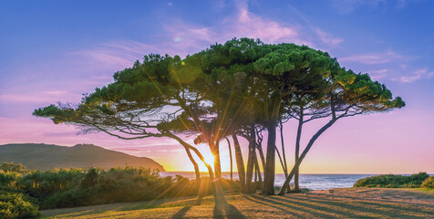 The sun shines through a picturesque group of pine trees at sunset. Tuscany, Italy, Gulf of Baratti. - obrazy, fototapety, plakaty