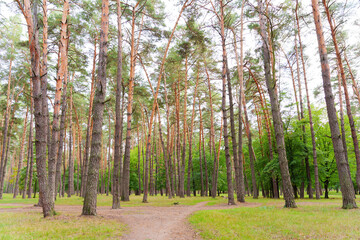 Obraz premium Pine forest landscape