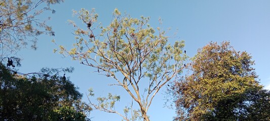 branches against sky