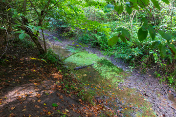 Beautiful autumn Nature in the sandstone Landscape from the central Bohemia, Dolni Zimor, Czech Republic
