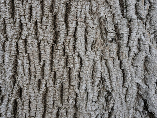 High quality bark closeup background and texture ( wood texture )