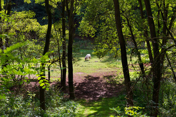 Beautiful autumn Nature in the sandstone Landscape from the central Bohemia, Dolni Zimor, Czech Republic
