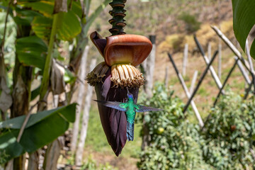 Scissor-tailed hummingbird feeding in the nectar of a banana heart flower © Gilberto Mesquita