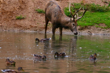 Davidhirsch mit Enten