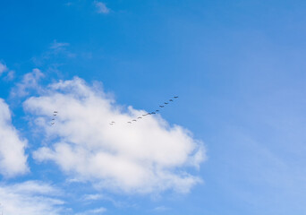 Goose wedge in the sky.