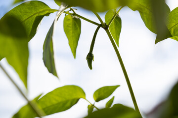 Green chilli close up from the chilli plant with isolated sky background