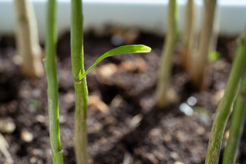 New leaf close up from the plant