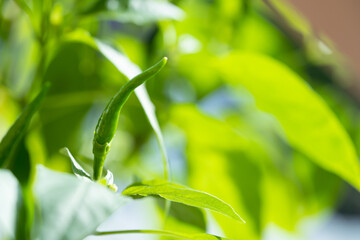 Green chilli close up from the chilli plant with isolated leaf background