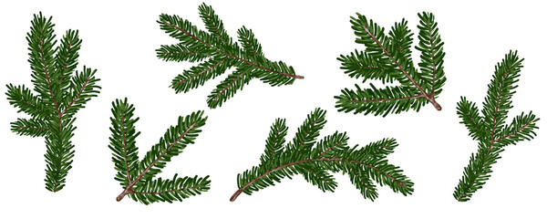 Fototapeta Hand drawn illustration of forest fir branch. Christmas tree. Botanical clipart for card making. obraz