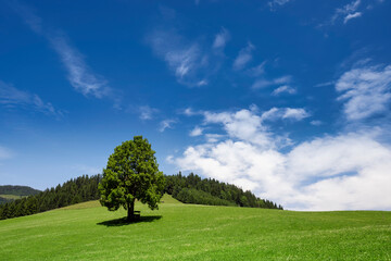 Lone tree in green meadow against blue sky