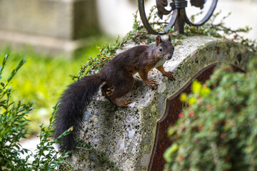 Eichhörnchen