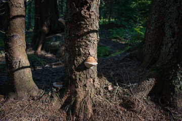 Mushroom growing on the tree