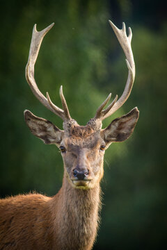 Red Deer In Rut And Nature