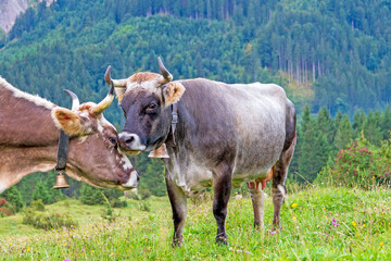 K&uuml;he lieben sich 