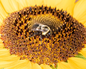 Bumble Bee Pollenating a Sunflower