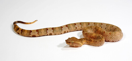 Flat-nosed pitviper // Braune Bambusotter (Craspedocephalus puniceus)