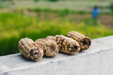 Natural corn cones on concrete 