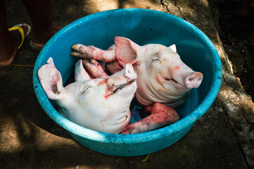 Slaughtered pigs head - rural Philippines