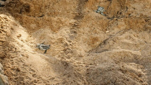 Small turtles in nature just born, run in the sand by the seashore