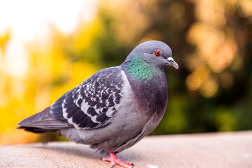 Fototapeta premium Pigeon standing resting at the Montjuic Castle in Barcelona, Spain