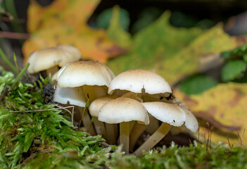 A small group of mushrooms at the forest edge.  White Mushrooms, fallen Autumn Leaves and Moss all in one shot here in Upstate NY.