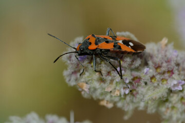 Black-and-Red-bug (Lygaeus equestris) on a plant