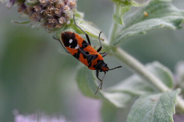 Black-and-Red-bug (Lygaeus equestris) on a plant