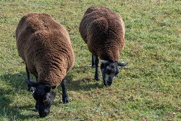 sheep and lambs