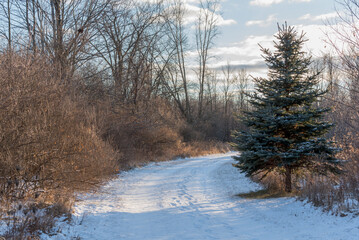 Snow Covered Trail Through The Woods In Wisconsin In December