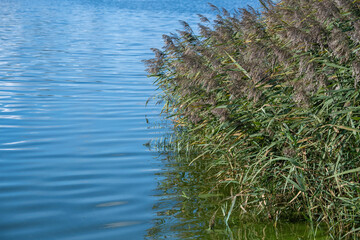 reeds in the water