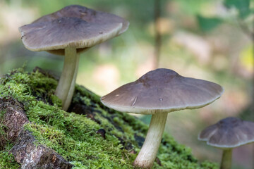mushroom in the dark  forest