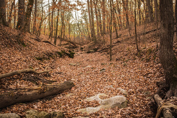 View of forest with dry rocky creek bed covered with wilted leaves