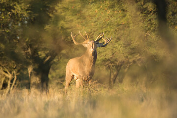 Obraz premium deer in the wild