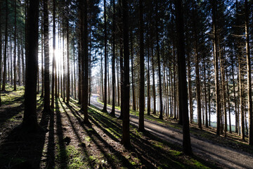 Sonnenlicht Wald