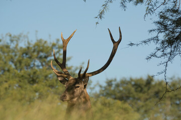 deer in the woods