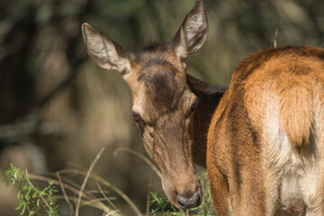 portrait of a deer